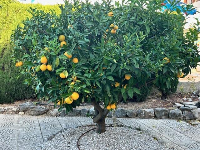 Orba Casa Limaヴィラ エクステリア 写真
